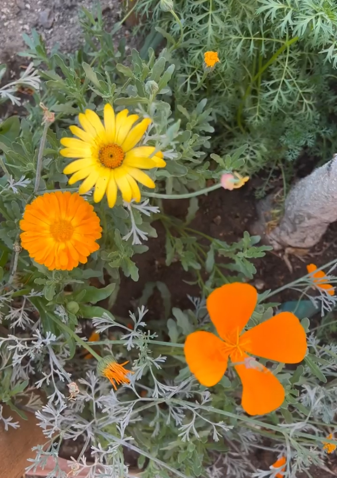 SFinBloom - orange flowers