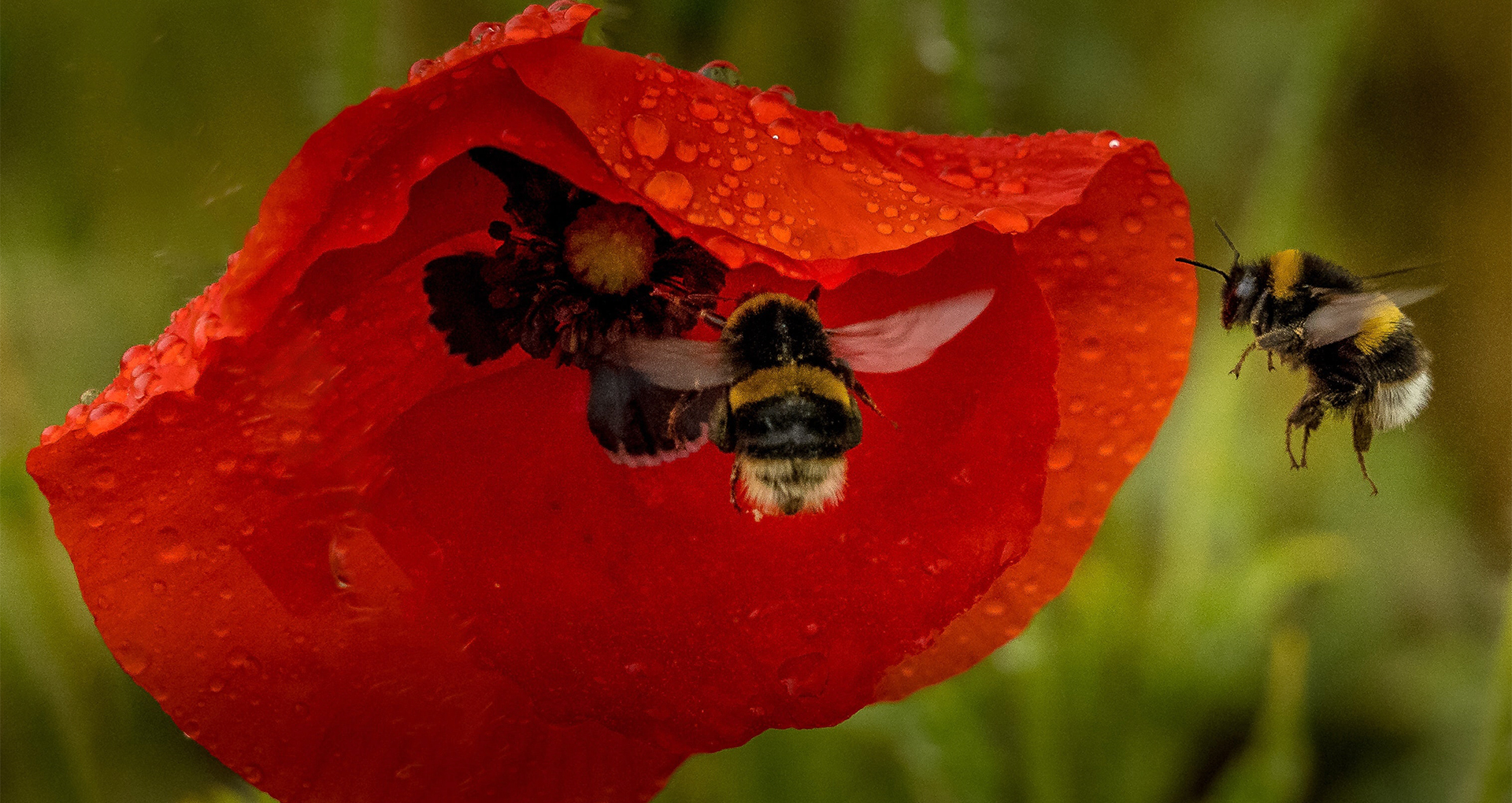 Gönninger Samen, Mössinger Bienengarten