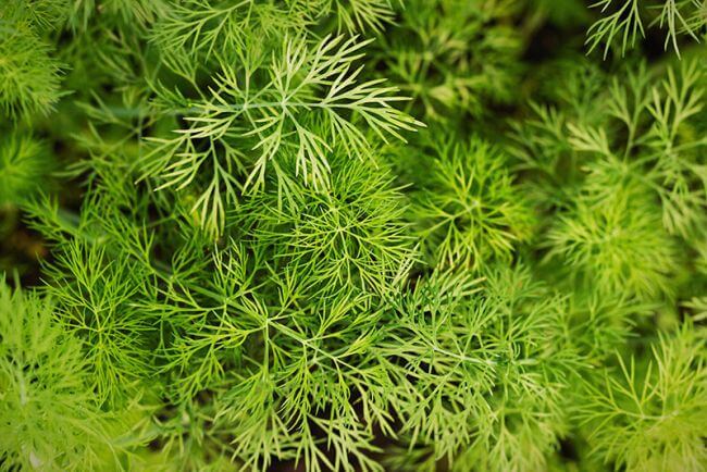 Dill small
