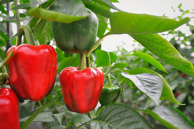 Paprika »Neusiedler Ideal« small