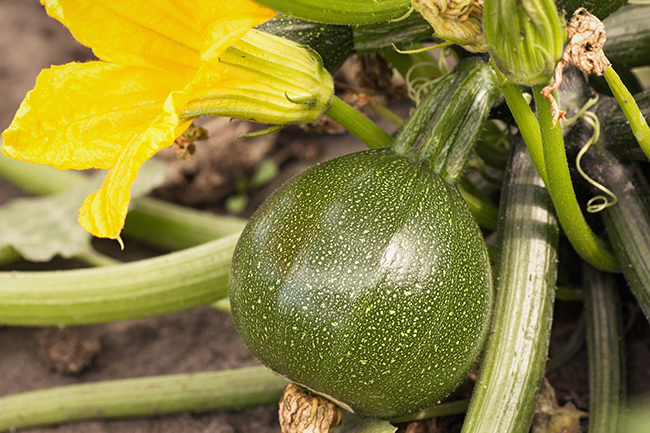Zucchini »Tondo Chiara Toscana« small