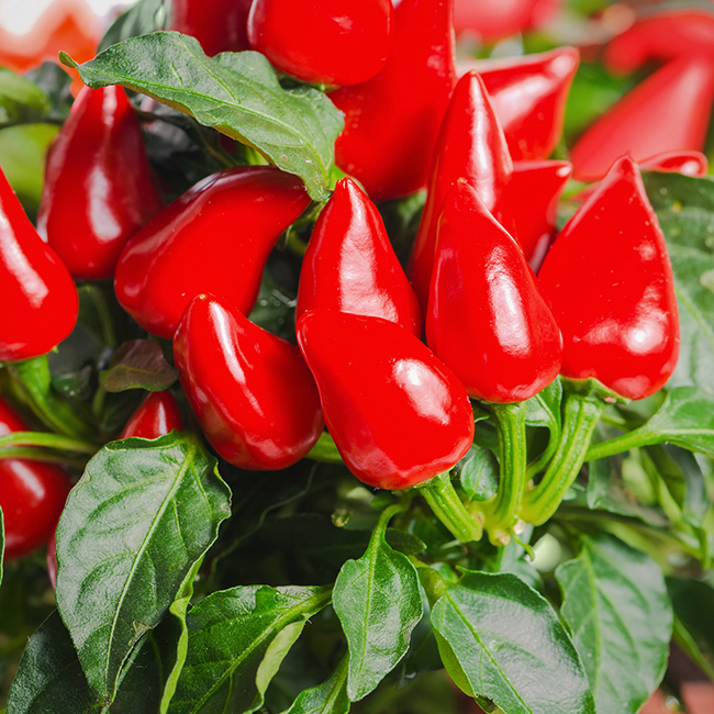 Chili »As rot« small