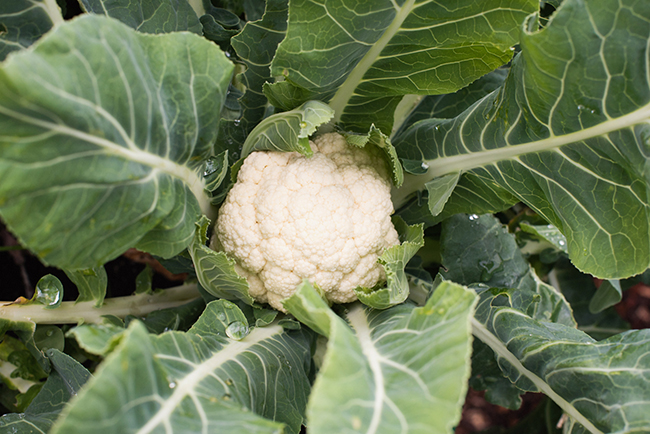 Blumenkohl »Igloo« small