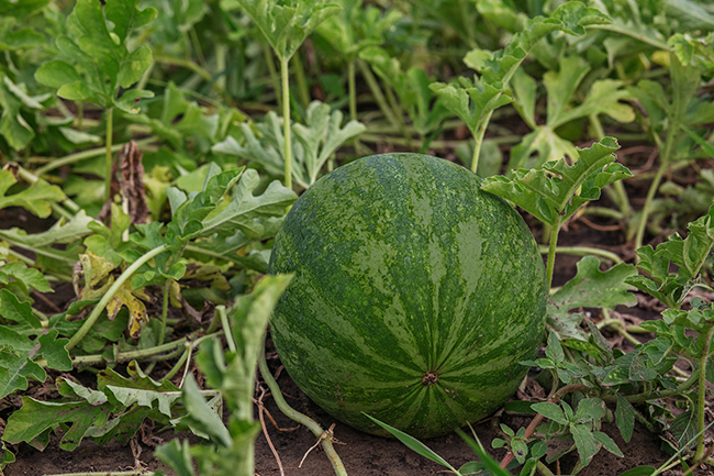 Wassermelone »Sugar Baby« small