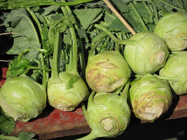 Kohlrabi »Superschmelz«