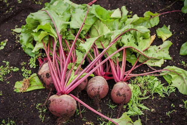 Rote Bete »Ägyptische plattrunde« small