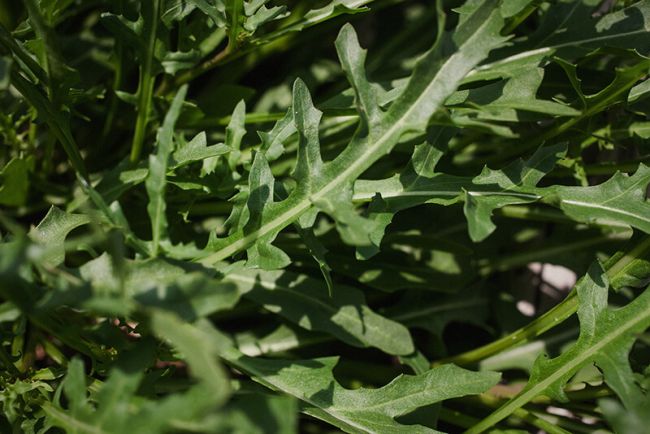 Rucola, wilde Rauke