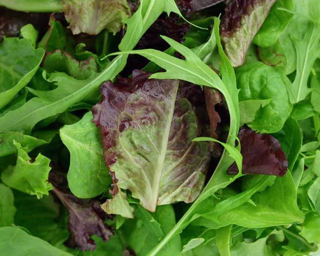 Schnittsalat Misticanza small