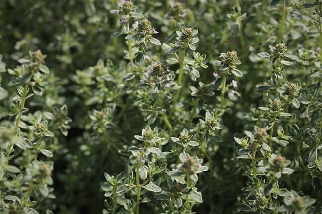 Thymian
