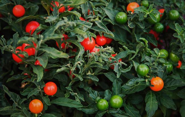 Obsttomaten »Freude« small