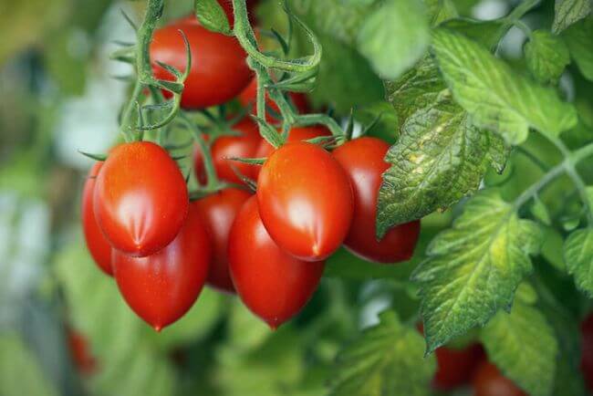 Tomaten »Roma«