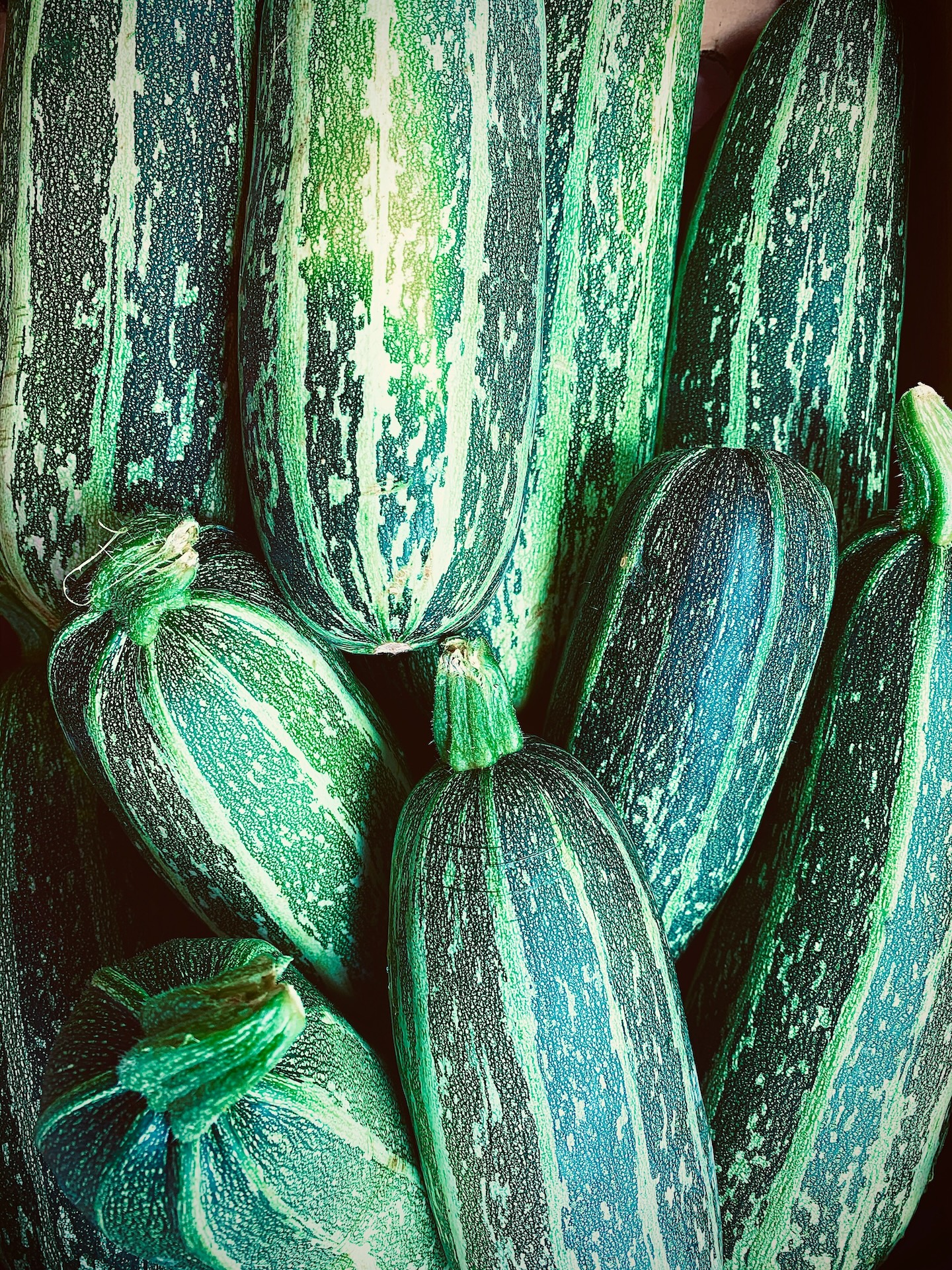 Zucchini »Cocozelle von Tripolis« 